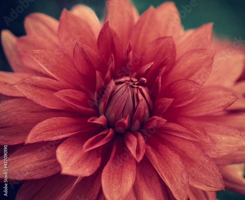 Red dahlia flower close up