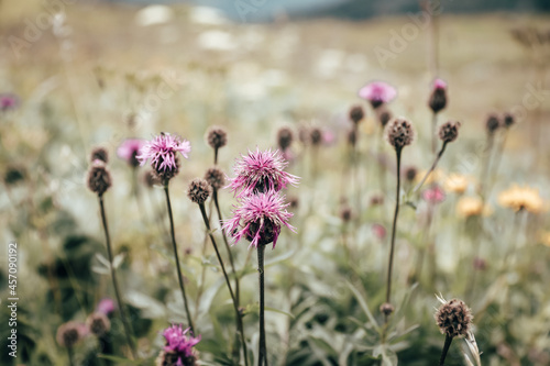 Scuol, Flowers