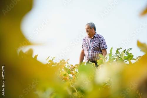 Portrait of senior hardworking farmer agronomist standing in soybean field checking crops before harvest. Organic food production and cultivation.