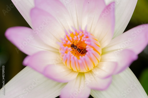 macro photography, bee, pollen, waterlily, trap, beauty, prey, enjoy, time