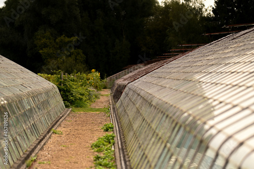 Grapes in a traditional greenhouse, Hoeilaart, Belgium photo