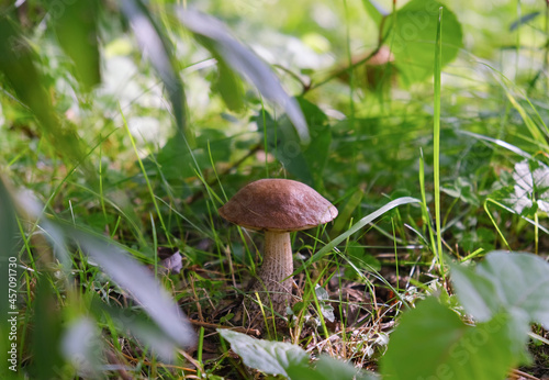 One wild boletus mushroom on a background of green grass. Selective focus. Close up.