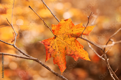 One bright orange maple leaf on bare autumn branches. Beautiful autumn background. Close up. Copy space.