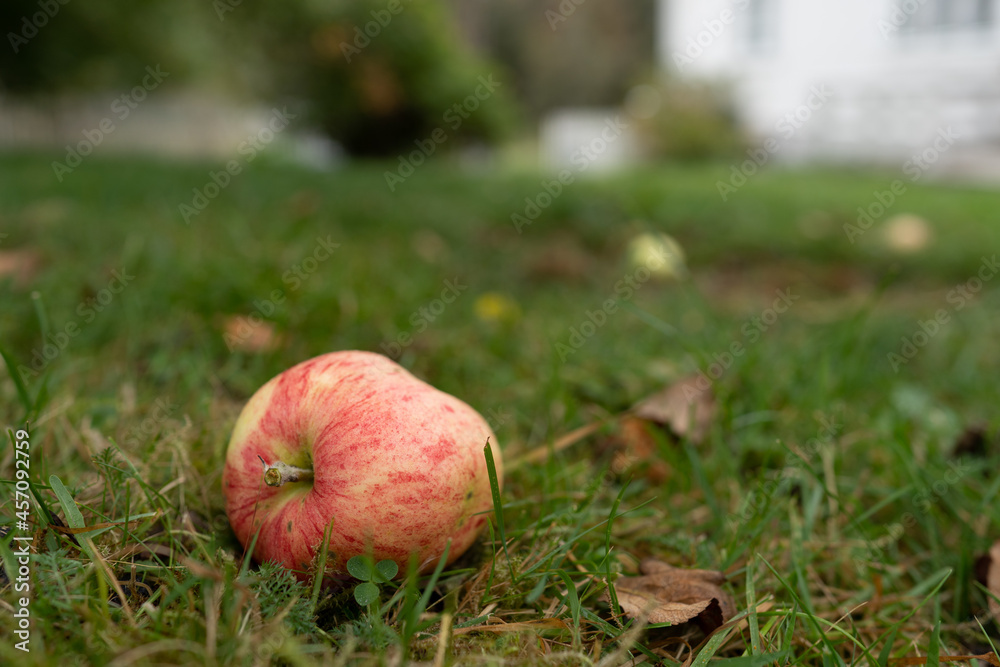 An apple lying on the ground in the garden. An apple lying on the ground in the garden.