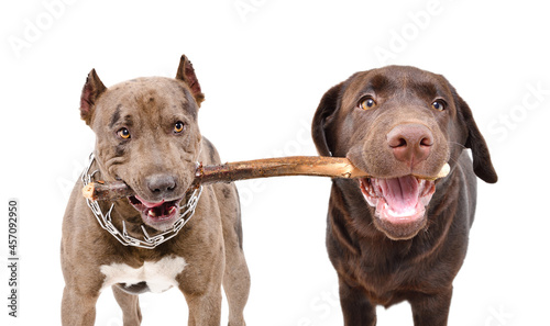 Photography Two dogs gnaw one stick standing isolated on white background