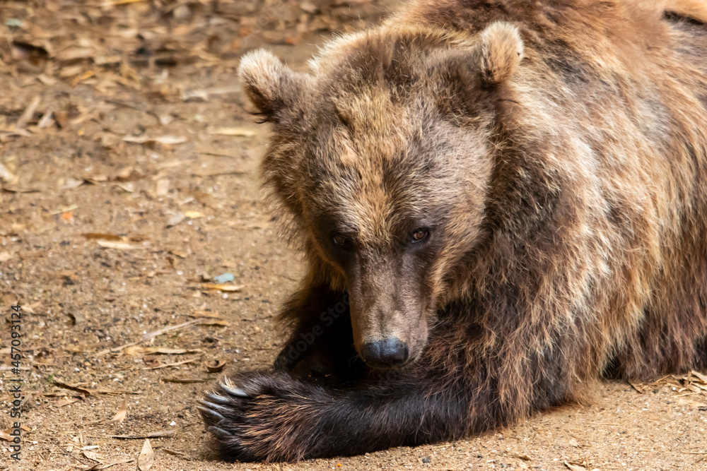 Fototapeta premium Ours brun - Ursus arctos - en gros plan