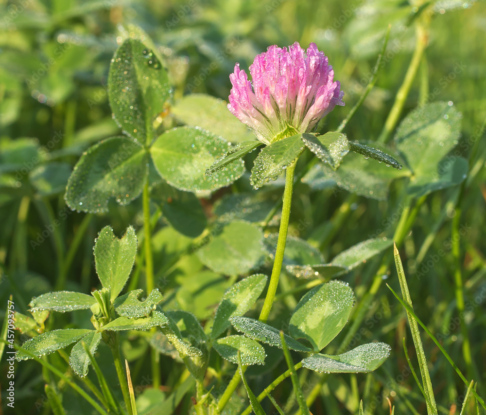 Meadow clover or Red clover, Trifolium pratense, low angle view of this herbaceous species from the clover family with drops of morning dew on the flower. Meadow clover or Red clover, Trifolium pratense, low angle view of this herbaceous species from the clover family with drops of morning dew on the flower.