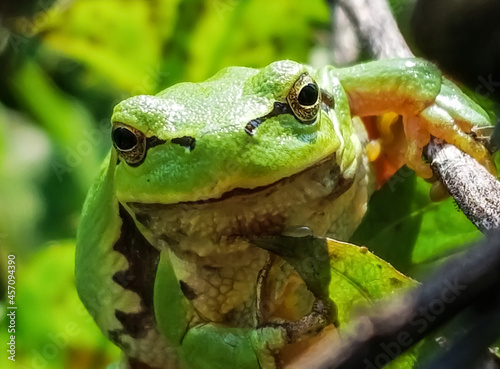 Green Tree Frog Close Up
