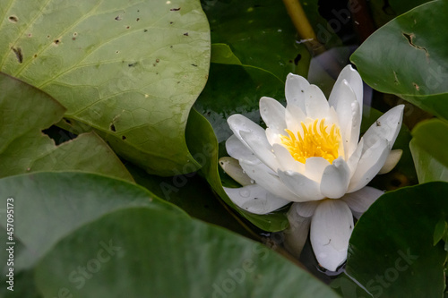 Nénuphar blanc en fleur	