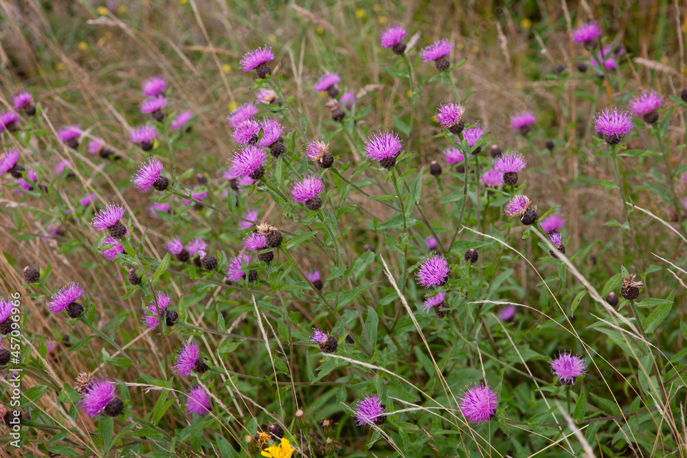 Connemara. West Ireland. Tizzle flowers. Connemara. West Ireland. Tizzle flowers.