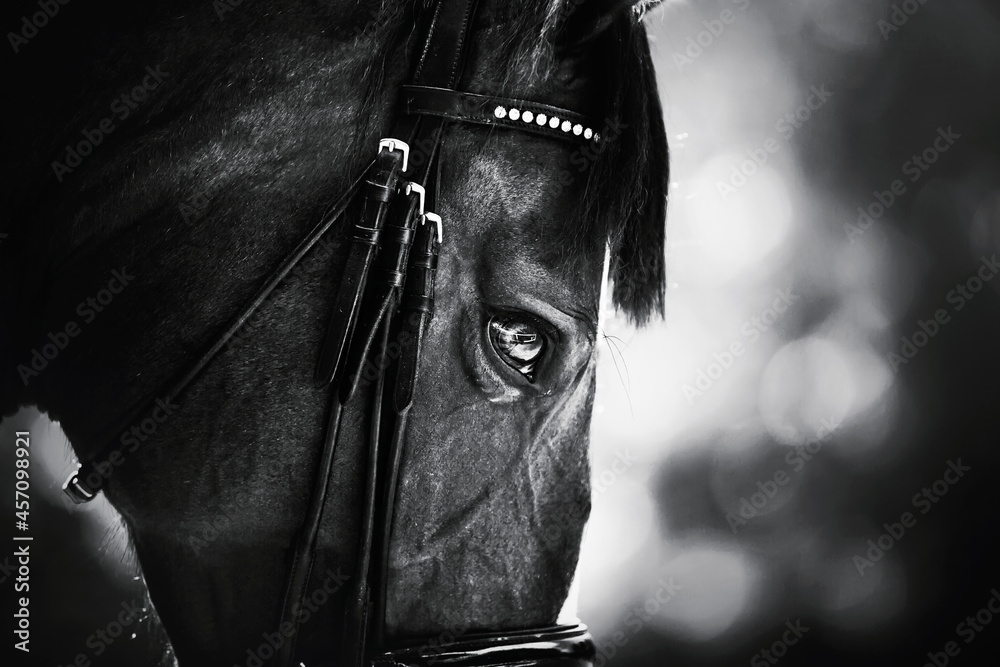 Naklejka premium Czarno-biały portret pięknego konia z ciemną grzywą i uzdą na pysku. Sporty jeździeckie. Życie jeździeckie.