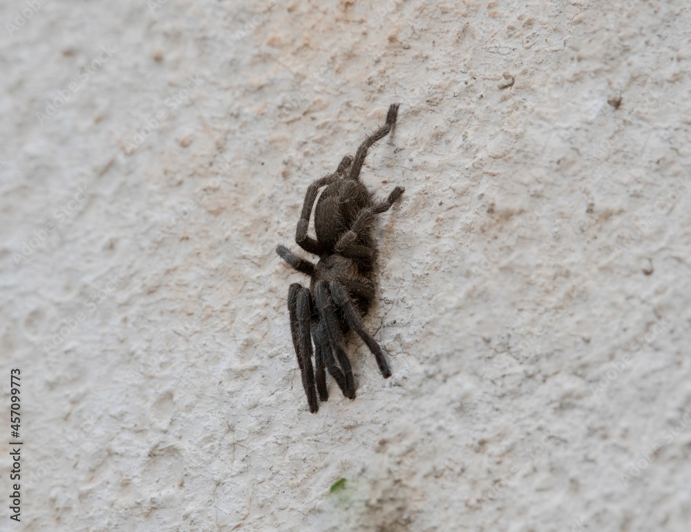 young hairy tarantula on a garden stone wall outdoors in close up