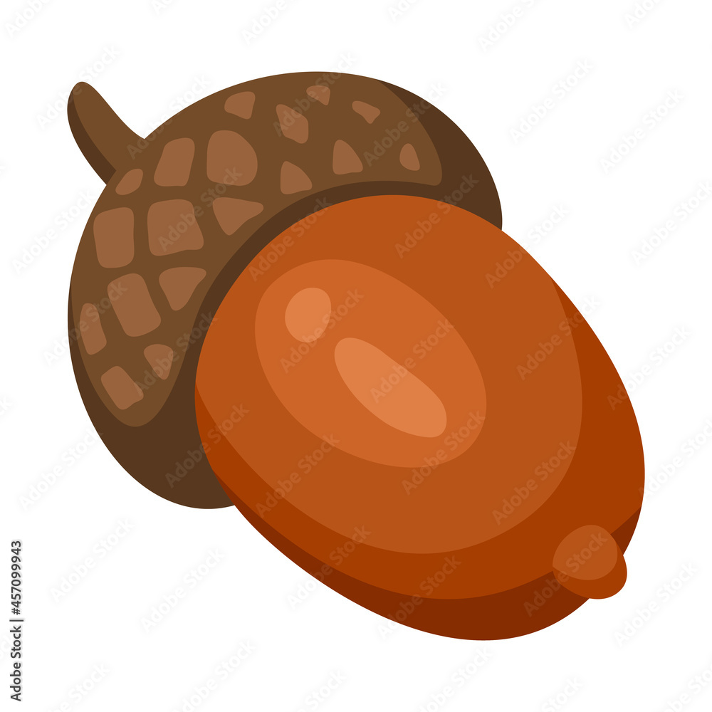 Illustration of acorn. Decorative autumn plant. Nature item. Illustration of acorn. Decorative autumn plant. Nature item.