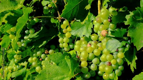 Wallpaper Mural green grapes in  late summer vineyard Torontodigital.ca