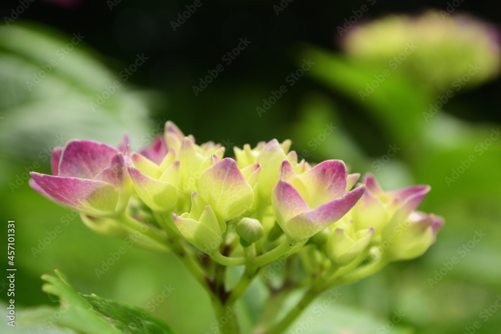 Fototapeta premium Flowers of hydrangea bloom in rainy season in Japan. 