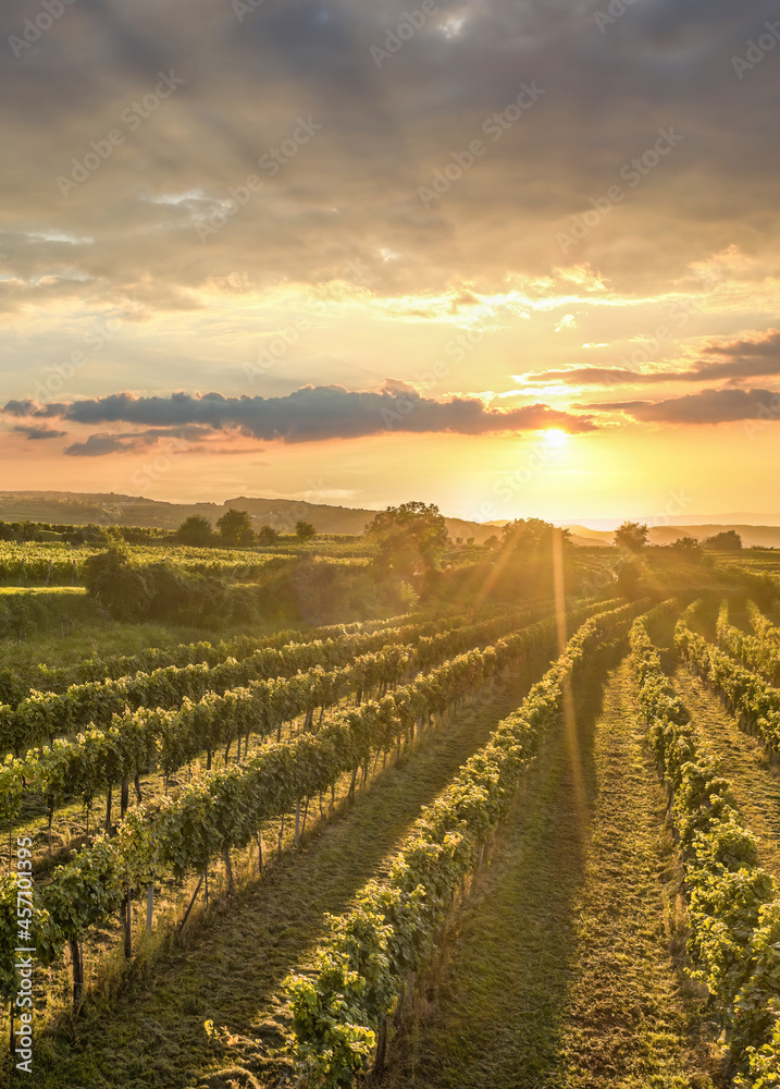 Colorful sunset over vineyards in Wachau valley, Lower Austria, Austria