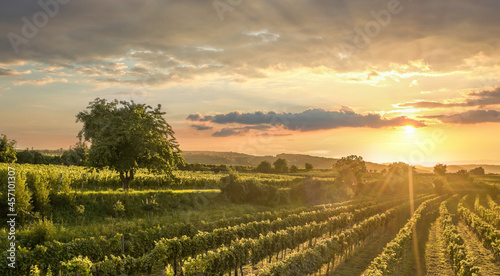 Colorful sunset over vineyards in Wachau valley  Lower Austria  Austria