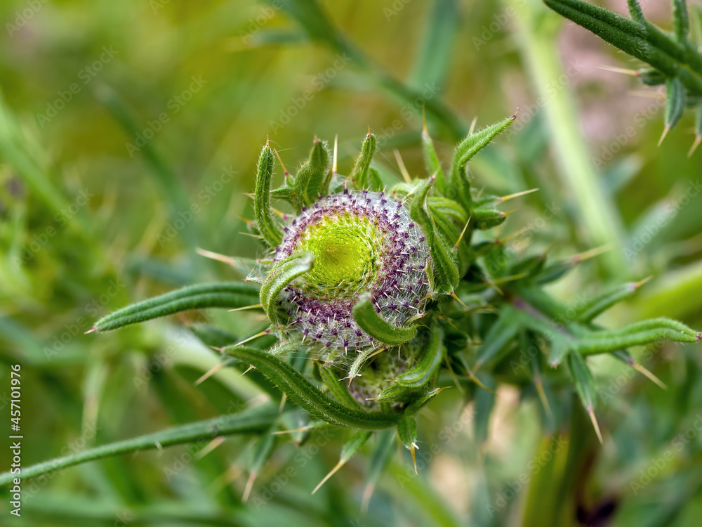 branches and thorns of burdock in the meadow branches and thorns of burdock in the meadow
