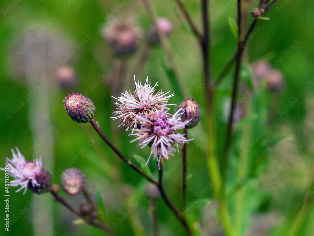 branches and thorns of burdock in the meadow branches and thorns of burdock in the meadow