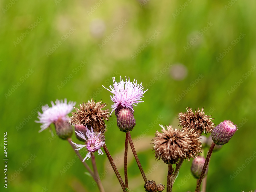 branches and thorns of burdock in the meadow branches and thorns of burdock in the meadow