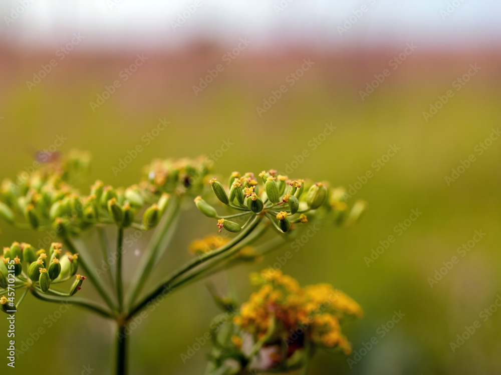 dill seeds on a plant in the garden dill seeds on a plant in the garden