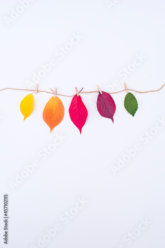 Five autumn leaves hanging on a rope, isolated on white background. Yellow, orange, red, purple, green leaves. Seasons concept.