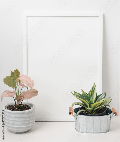 White poster frame decoration with snake tree and pink syngonium on trendy potted over white wall background,copy space for your design