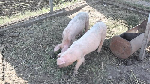 pigs in a farm