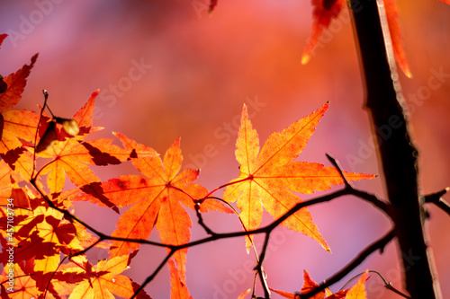 秋の色！
まもなく役割を終えて散る葉。
最後に綺麗に色づき役割を終える葉。
日本にある文化、「紅葉狩り」素敵な言葉です。