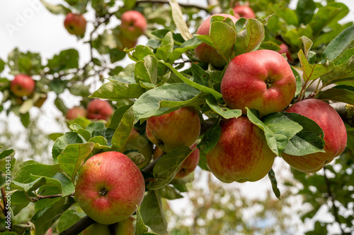 Reife Äpfel am Baum 1