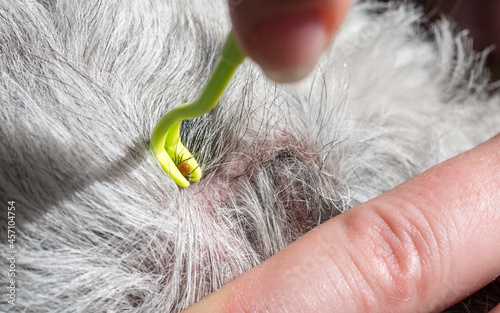 Tick removal from a Pumi dog's skin