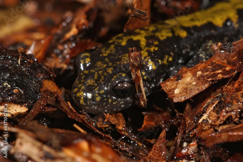 Closeup of the head of a long toed salamander, Ambystoma macrodactylum photo