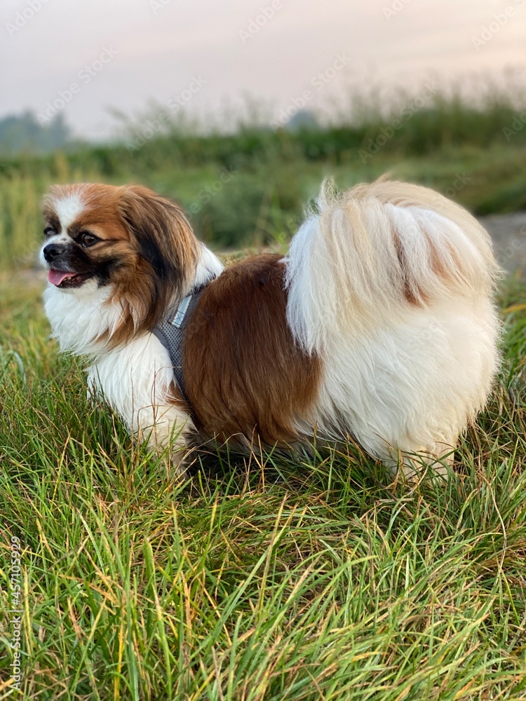 Kleiner Hund am Feldrand, etwas ausser Atem und mitten im Grünen. Tibet Spaniel, Tibetan Spaniel, Landleben, Haustier, Pekinese, Shi Tzu, Little Dog Kleiner Hund am Feldrand, etwas ausser Atem und mitten im Grünen. Tibet Spaniel, Tibetan Spaniel, Landleben, Haustier, Pekinese, Shi Tzu, Little Dog