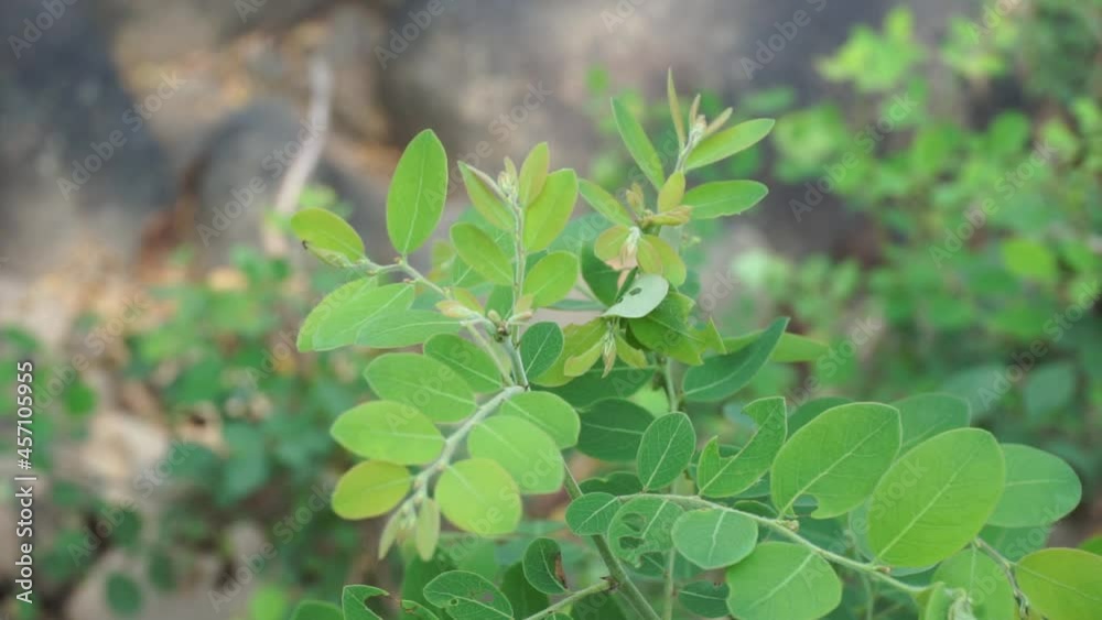 Katuk (Sauropus androgynus, star gooseberry) leaves with a natural background. Used as herbal medicine Katuk (Sauropus androgynus, star gooseberry) leaves with a natural background. Used as herbal medicine