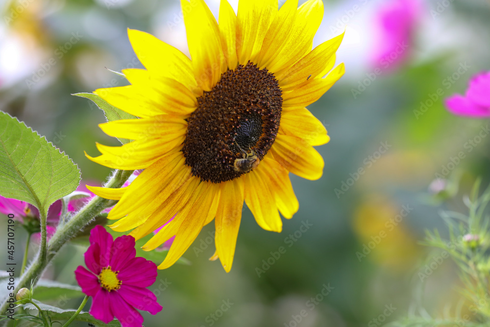 Naklejka premium Un tournesol dans un potager