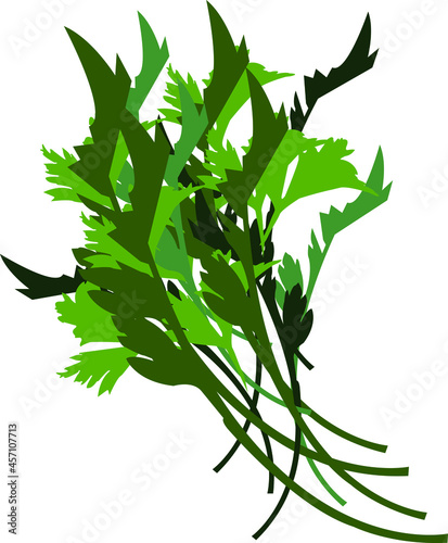 A bunch of young parsley