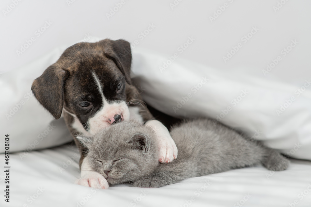 German boxer puppy hugs and kisses sleepy tiny kitten under warm white blanket on a bed at home. Pets sleep together