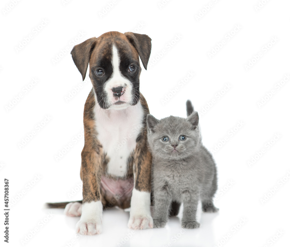 German Boxer puppy dog and kitten sit together in front view. isolated on white background German Boxer puppy dog and kitten sit together in front view. isolated on white background
