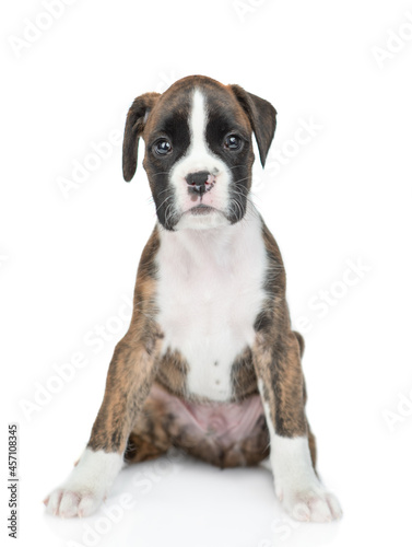 Portrait of young German boxer puppy sitting in front view and looking at camera. isolated on white background