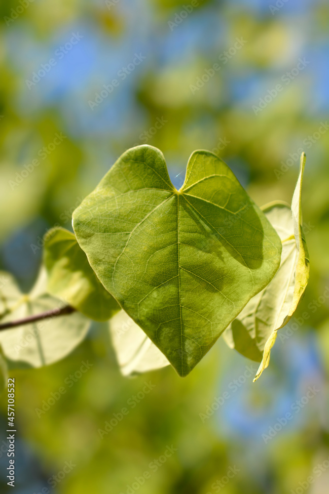 Naklejka premium Texas White Redbud