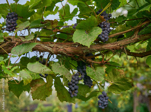 Closeup of grapevine branch in some places covered by moss with black grapes and green leaves in the vineyard