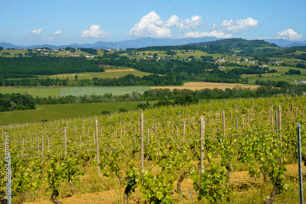 Vineyards of Monferrato near Gavi at springtime
