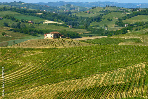 Vineyards of Monferrato near Nizza at springtime