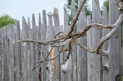Dried branches of a tree on the background of a wooden fence