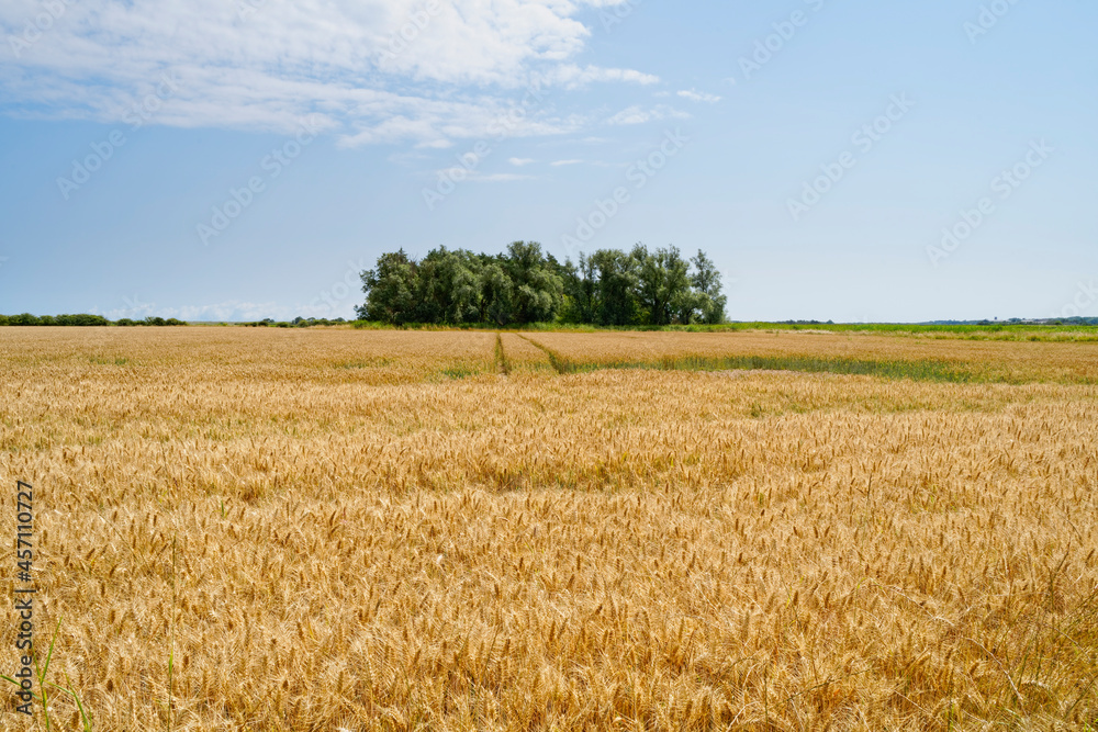 Across a field of ripening wheat towards a small copse on a summer day in Norfolk