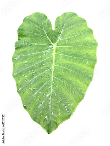 Fresh green taro leaf with morning dew isolated on white background without shadow