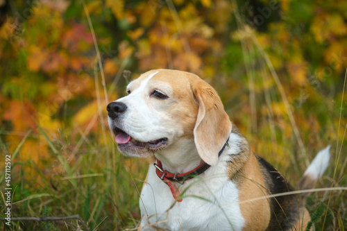 a beagle dog on a walk in an autumn park against the background of yellow foliage