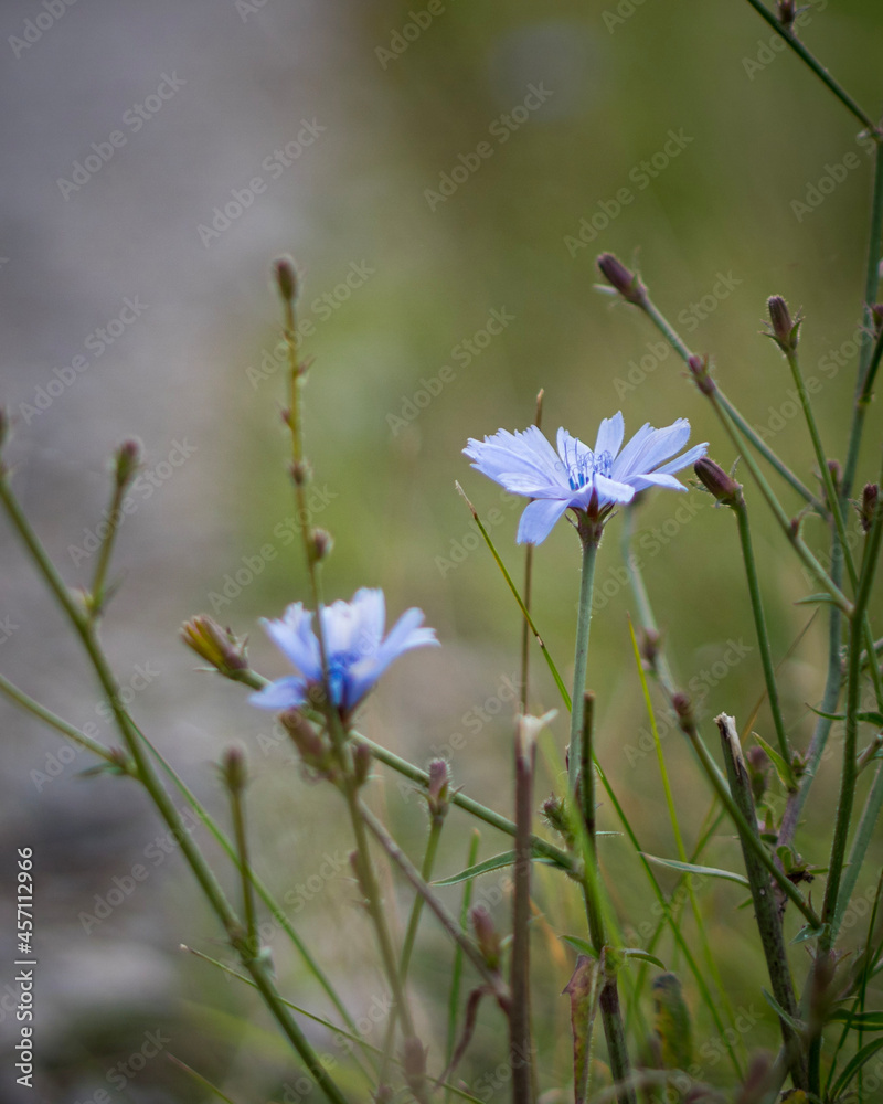 flowers in the meadow flowers in the meadow
