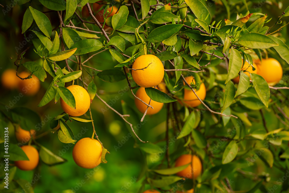 Tangerine garden with fruits