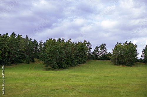 trees and sky